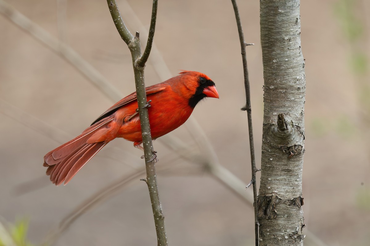 Northern Cardinal - Channa Jayasinghe