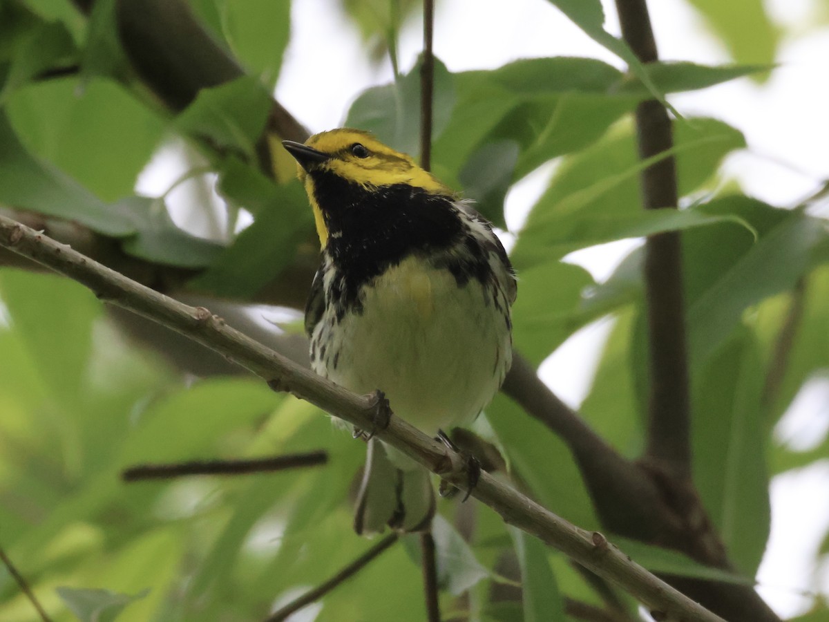 Black-throated Green Warbler - Joanne Morrissey