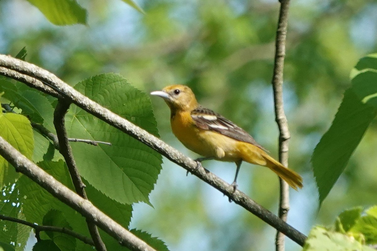 Baltimore Oriole - Doug Johnson