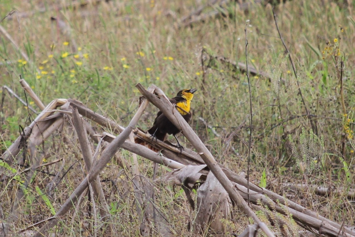 Yellow-headed Blackbird - Jacob  Wyco