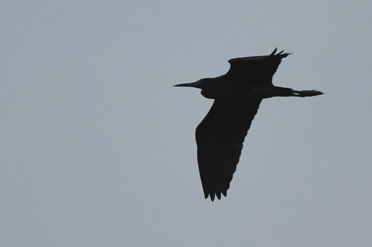 Little Blue Heron - Kevin Smith