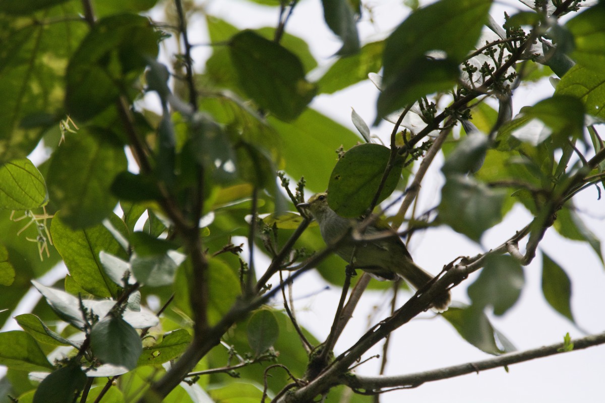 Golden-faced Tyrannulet - FREDY HERNAN VALERO