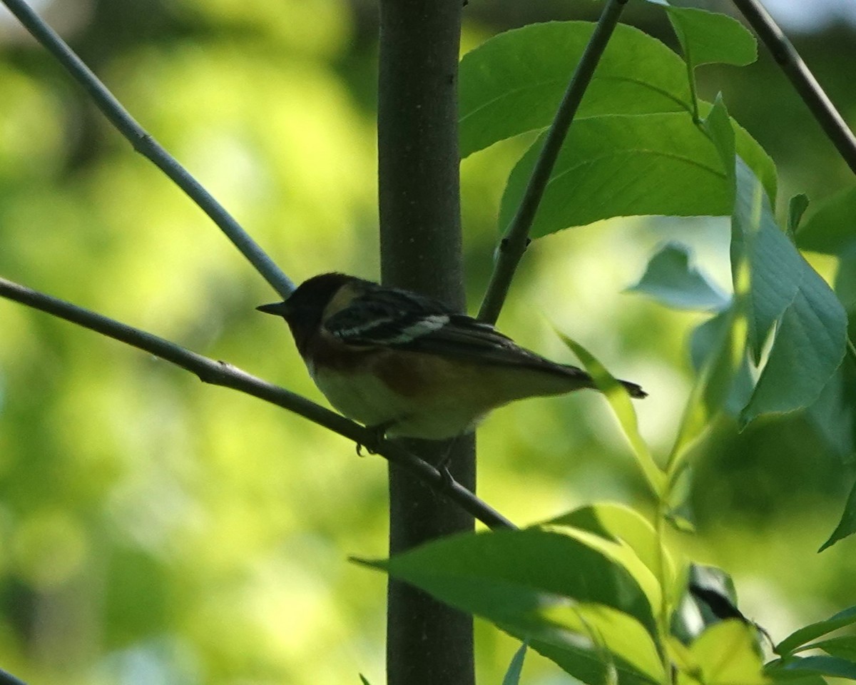 Bay-breasted Warbler - ML619109425