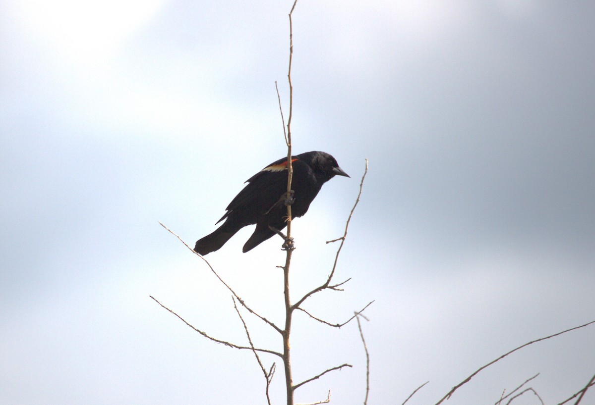 Red-winged Blackbird - Jacob  Wyco