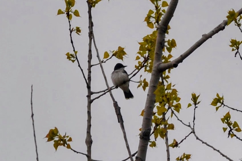 Eastern Kingbird - ML619109429