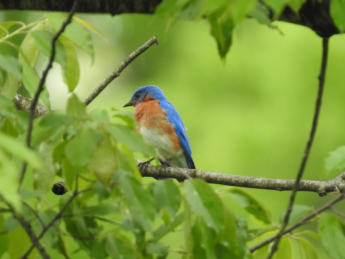 Eastern Bluebird - Danielle Hawkins