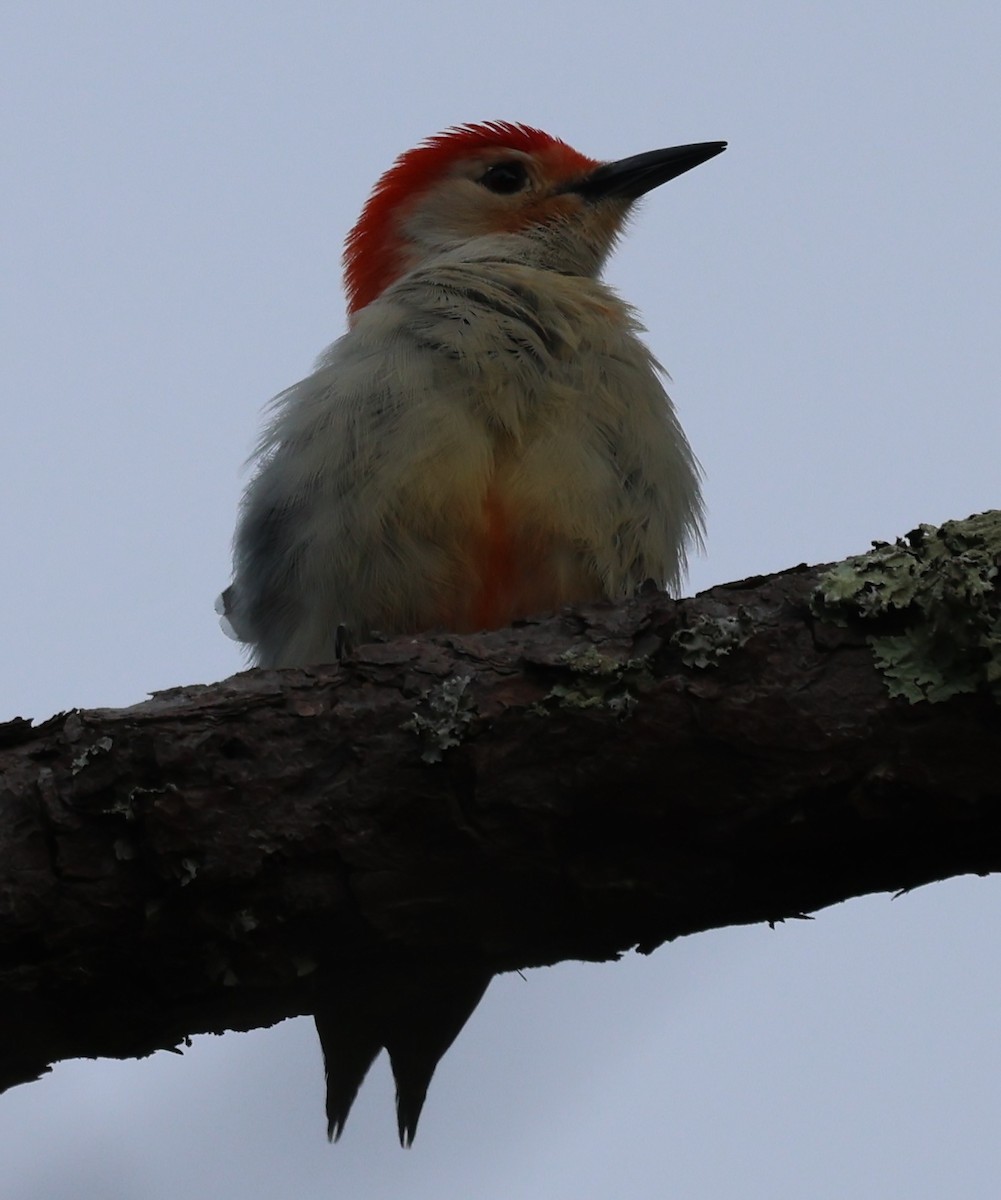 Red-bellied Woodpecker - burton balkind