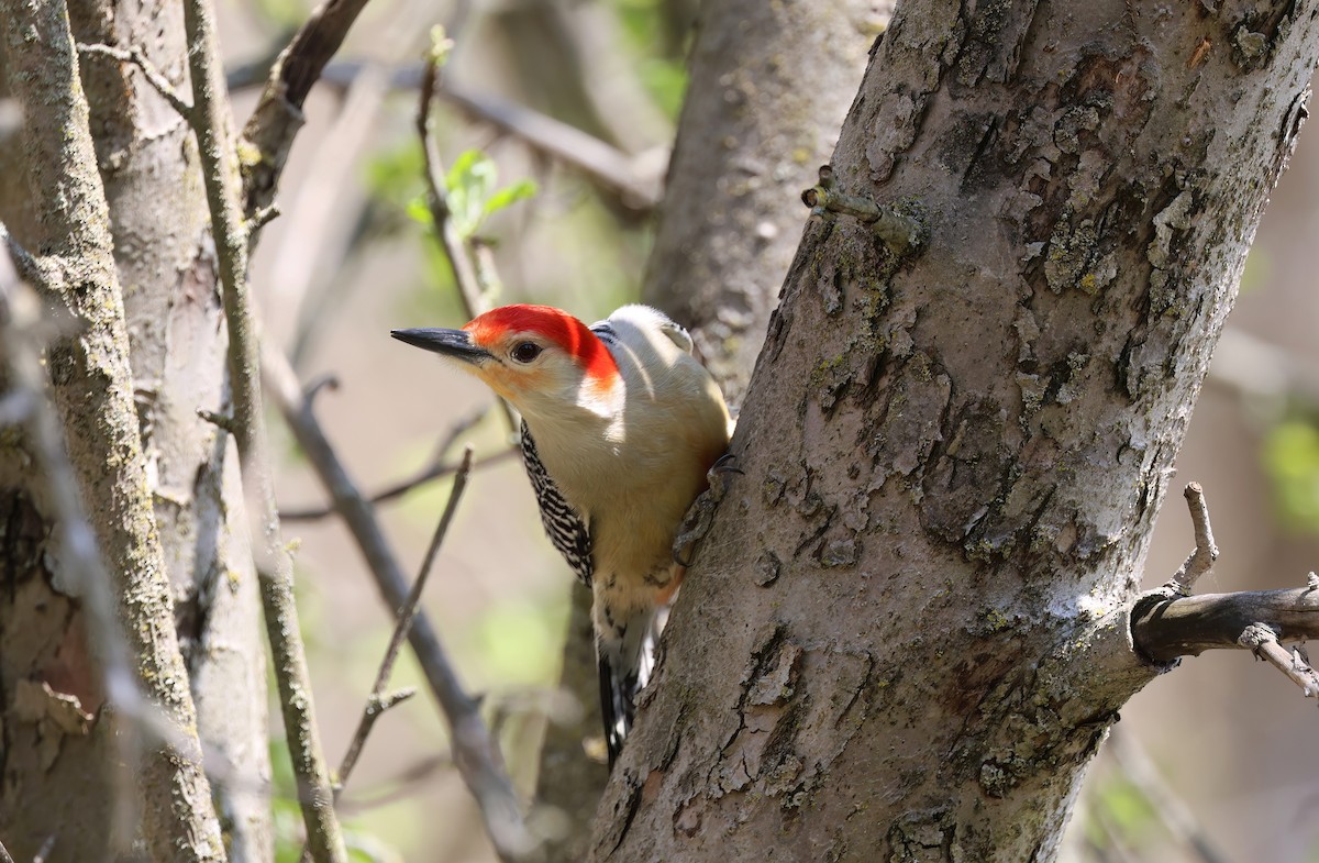 Red-bellied Woodpecker - ML619109505