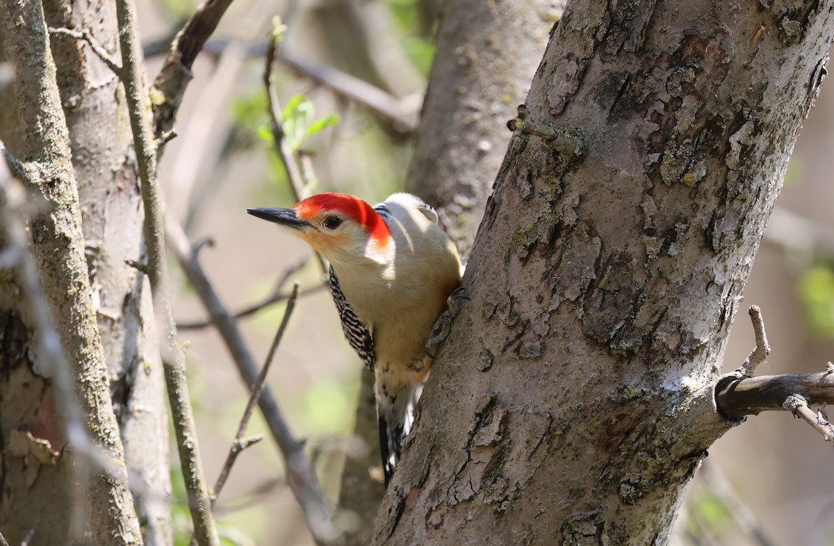 Red-bellied Woodpecker - Channa Jayasinghe