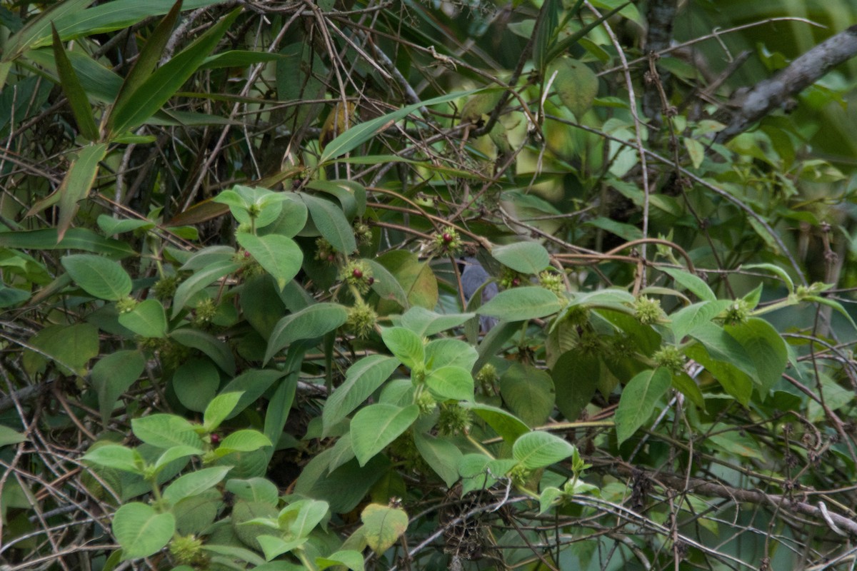 Black-faced Tanager - FREDY HERNAN VALERO