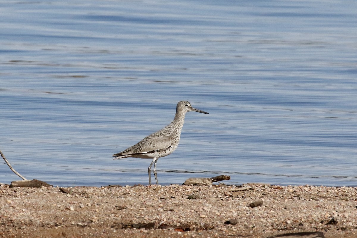 Willet - Sabrina Hepburn