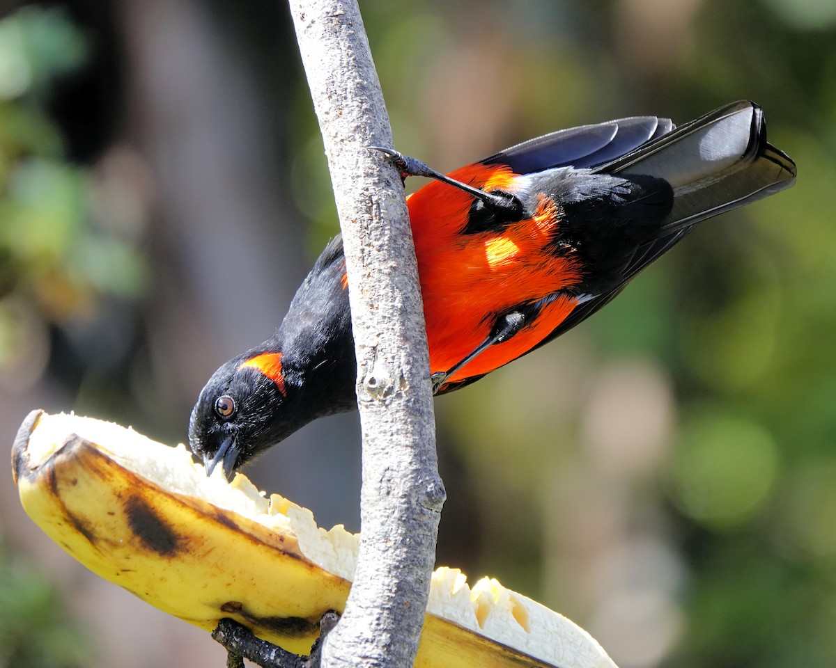 Scarlet-bellied Mountain Tanager - Marie Ostrander