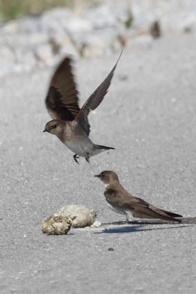 Northern Rough-winged Swallow - Zach L
