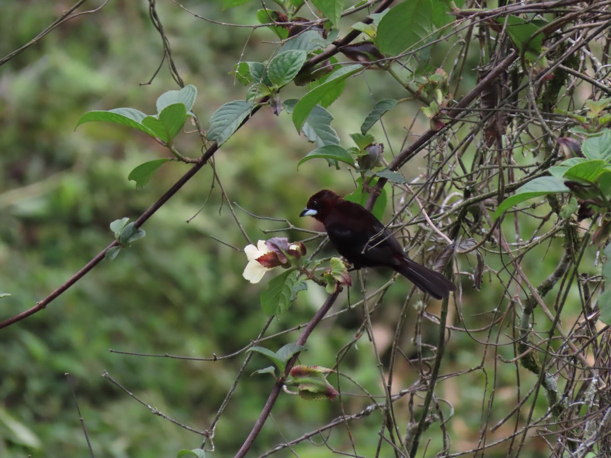 Silver-beaked Tanager - Cristian Cufiño
