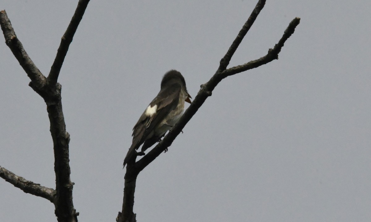 Olive-sided Flycatcher - Peter Billingham