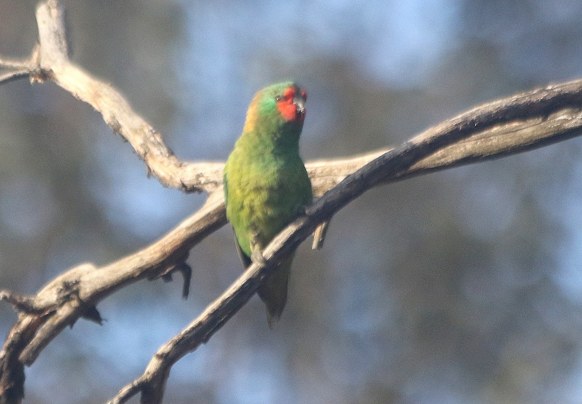 Little Lorikeet - David  Mules