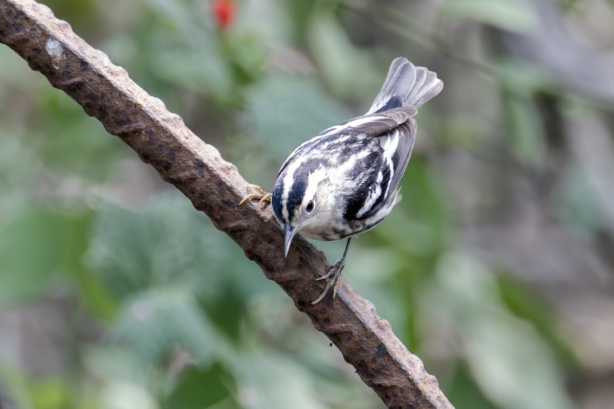 Black-and-white Warbler - Barry Bruns