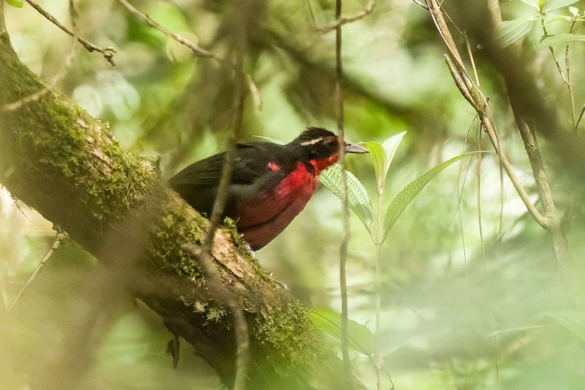 Rosy Thrush-Tanager - ML619109584