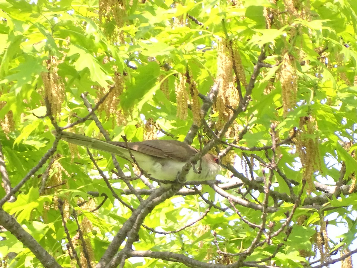 Black-billed Cuckoo - Susan Kirchhausen