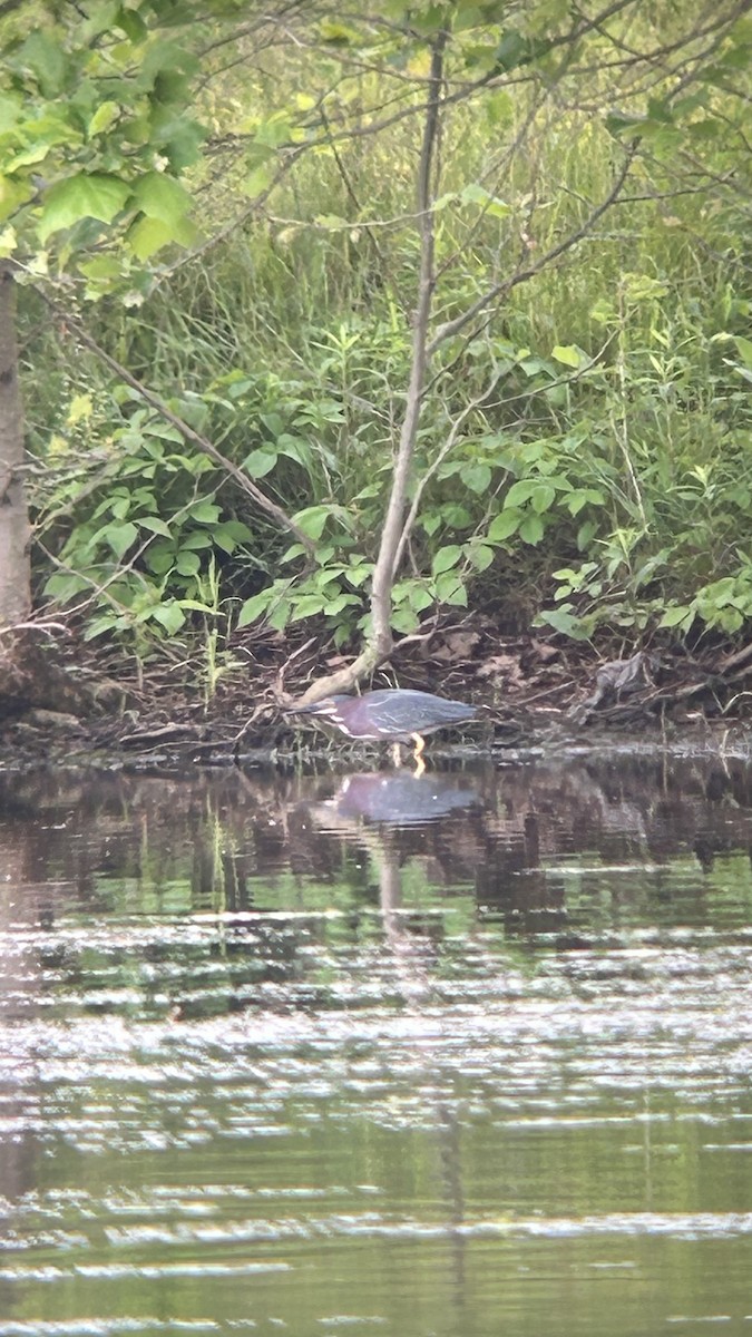 Green Heron - ML619109592