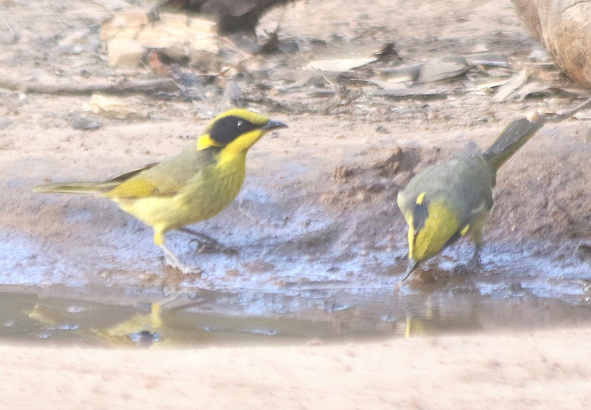 Yellow-tufted Honeyeater - David  Mules