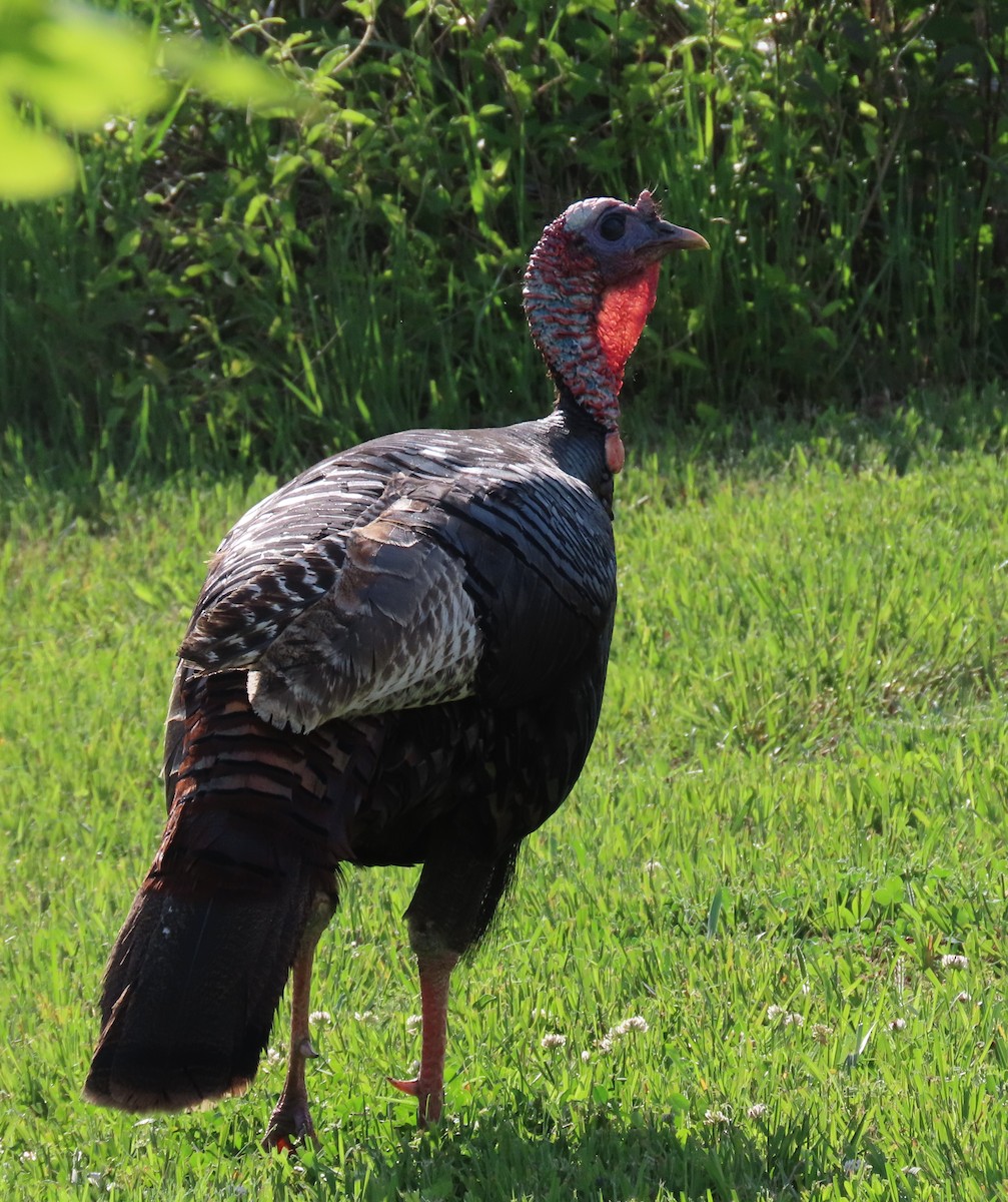 Wild Turkey - Elizabeth Lyons