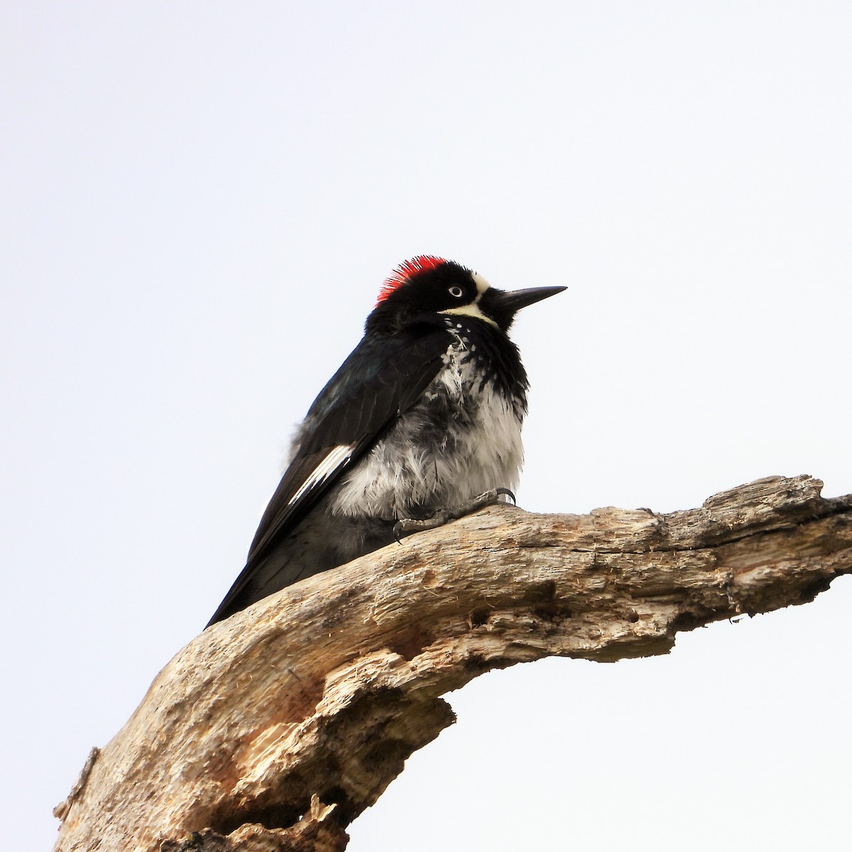 Acorn Woodpecker - ML619109620