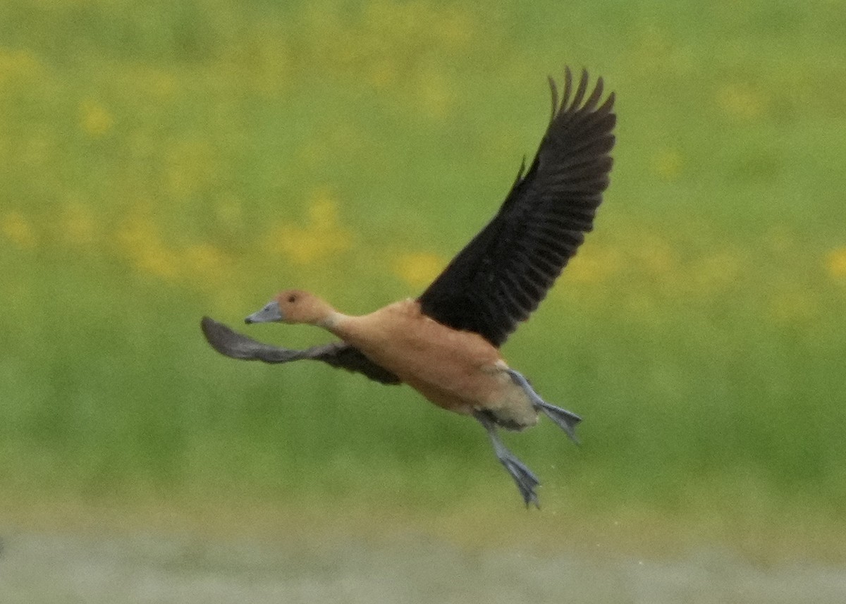 Fulvous Whistling-Duck - Charlene Fan