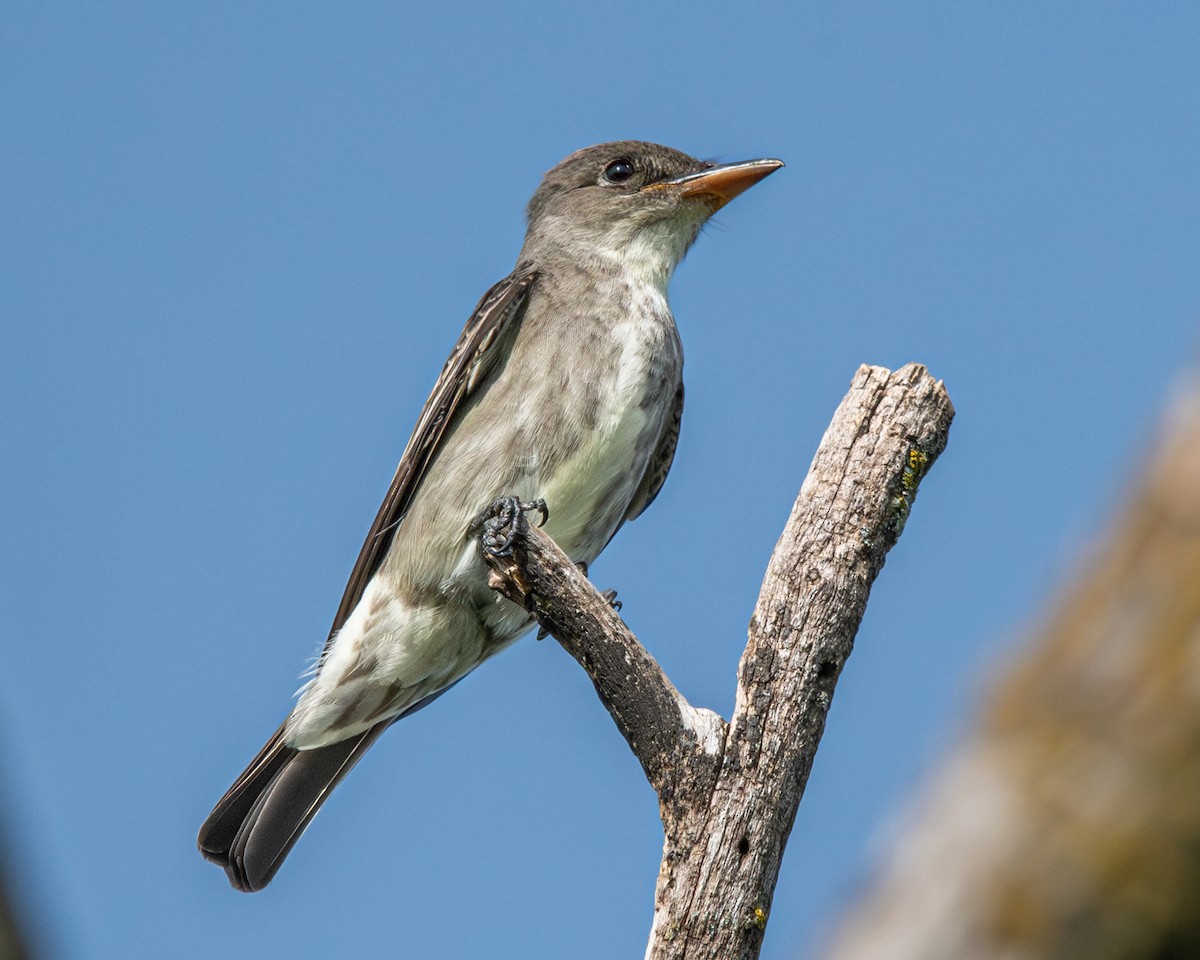 Olive-sided Flycatcher - Tim Vellutini