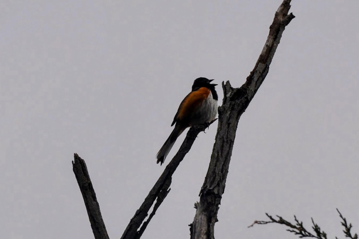 Eastern Towhee - ML619109637