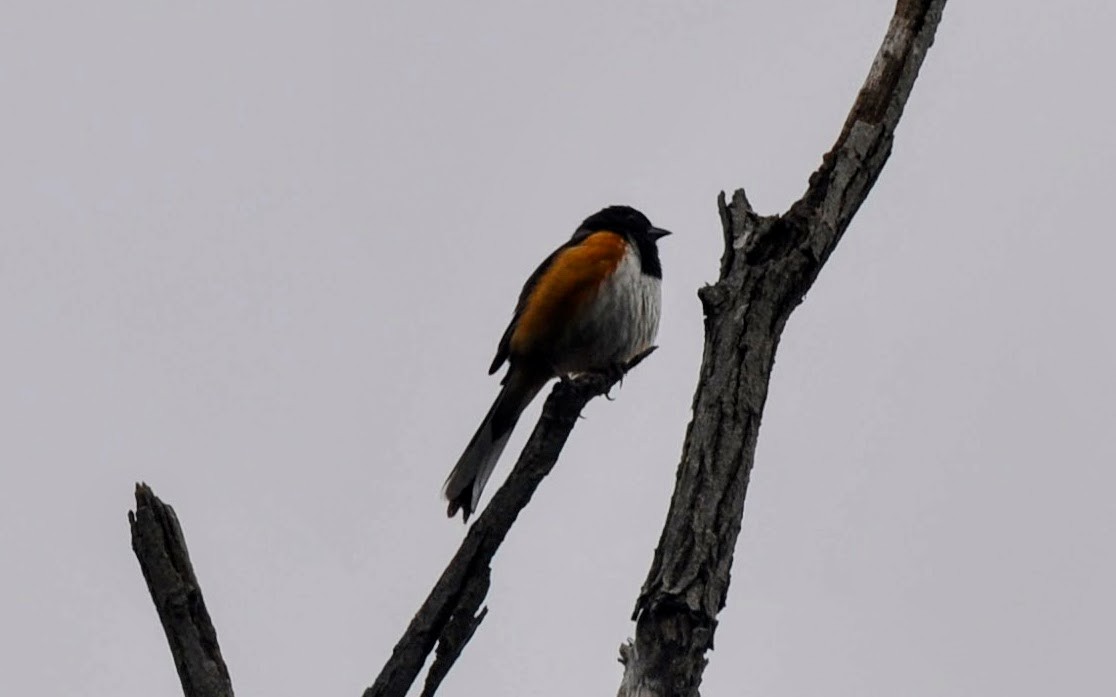 Eastern Towhee - ML619109638