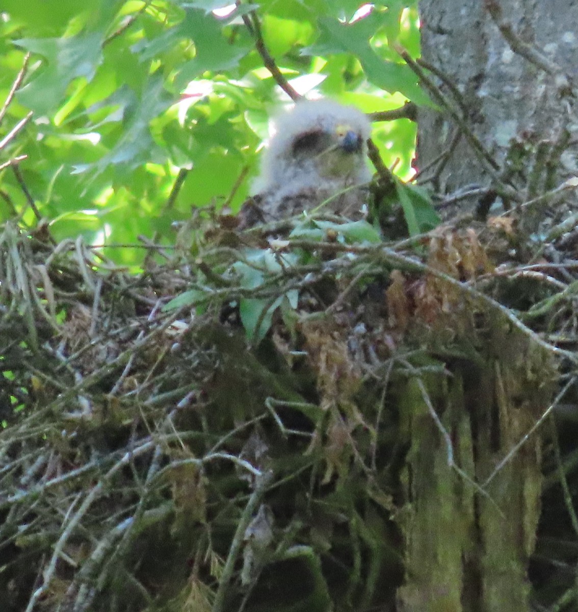 Red-shouldered Hawk - Elizabeth Lyons