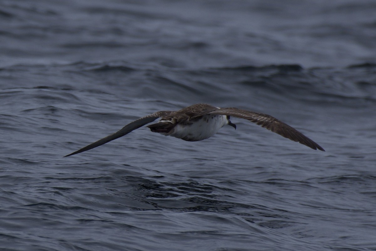 Great Shearwater - Michael Zambardino