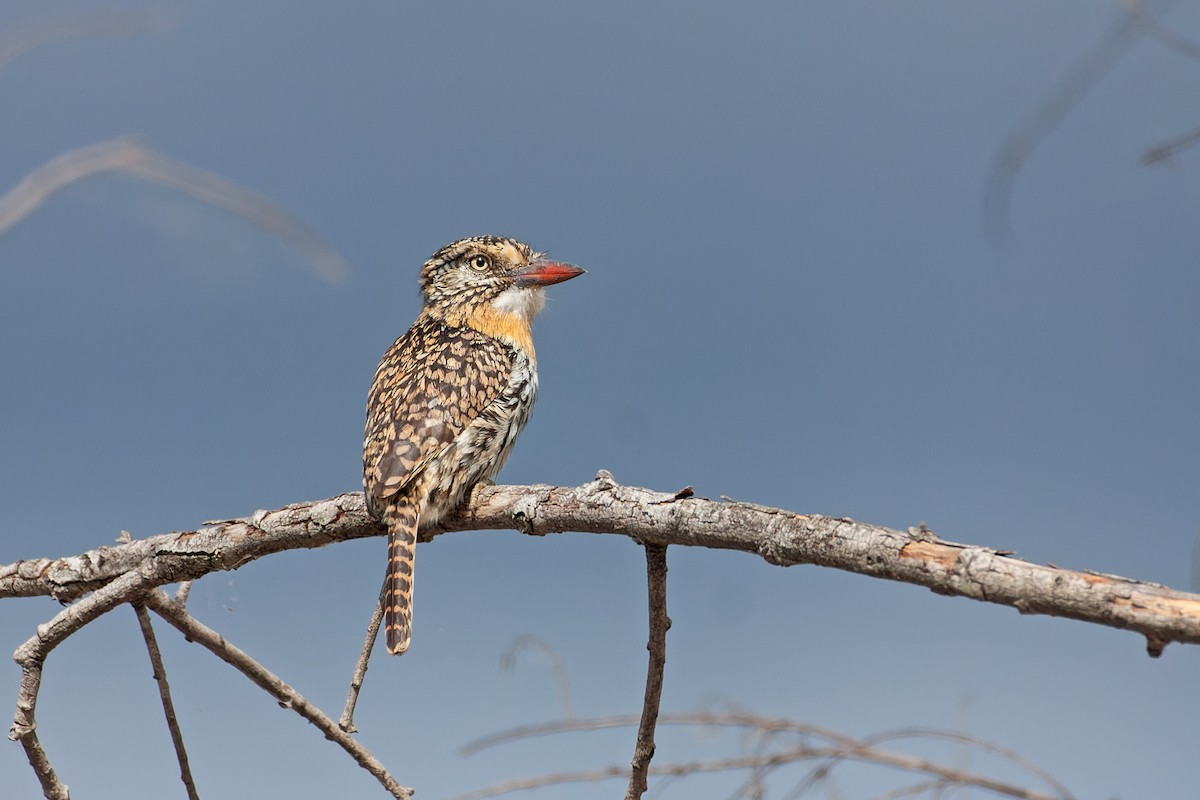 Spot-backed Puffbird - Valentín González Feltrup