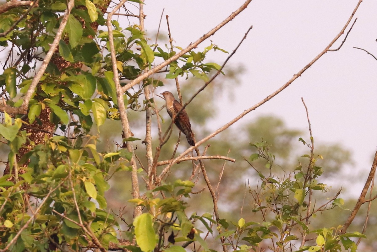 Himalayan Cuckoo - Vignesh Menon