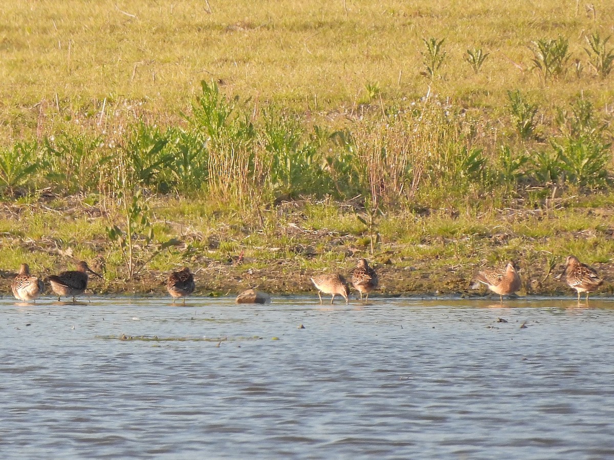 Short-billed Dowitcher - Bill Nolting