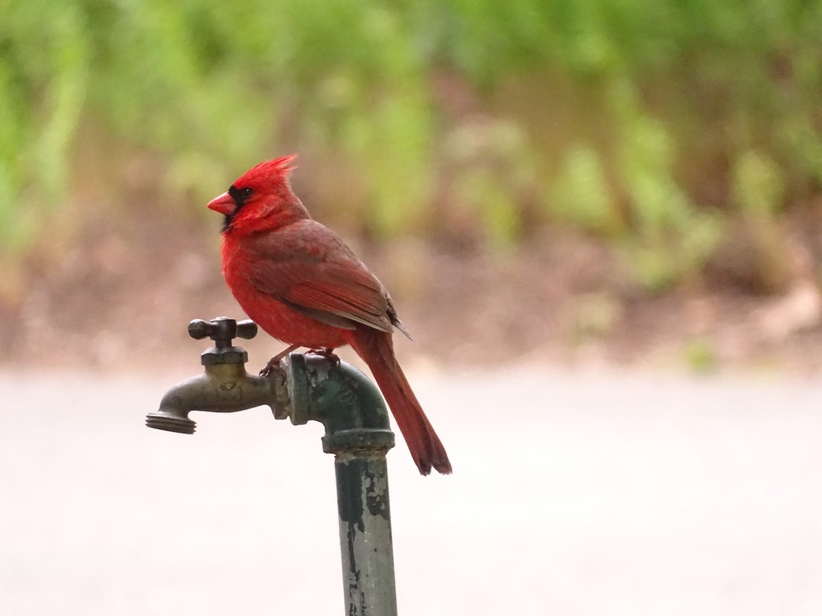 Northern Cardinal - Susan Kirchhausen