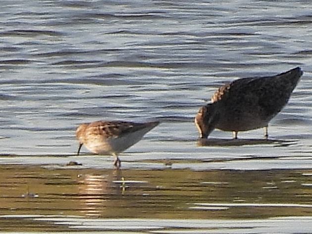 Semipalmated Sandpiper - Bill Nolting