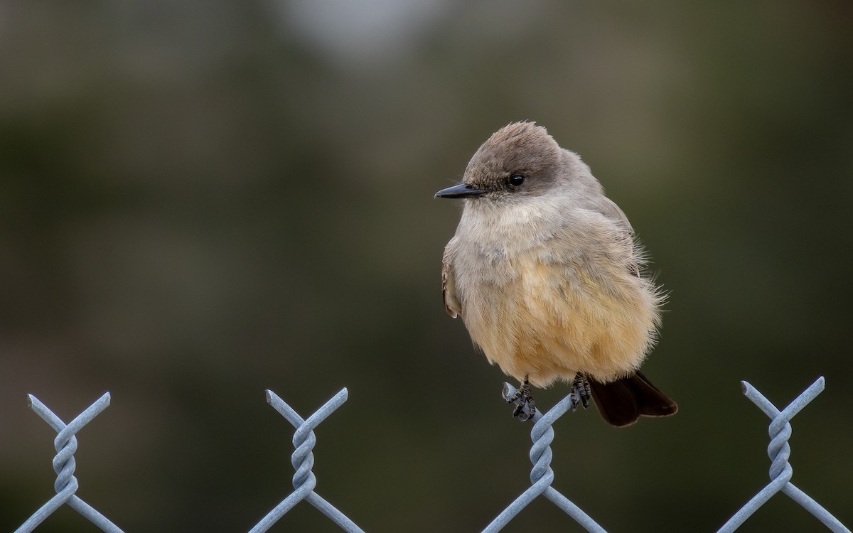 Say's Phoebe - Rain Saulnier