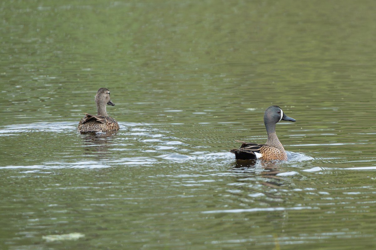 Blue-winged Teal - ML619109735