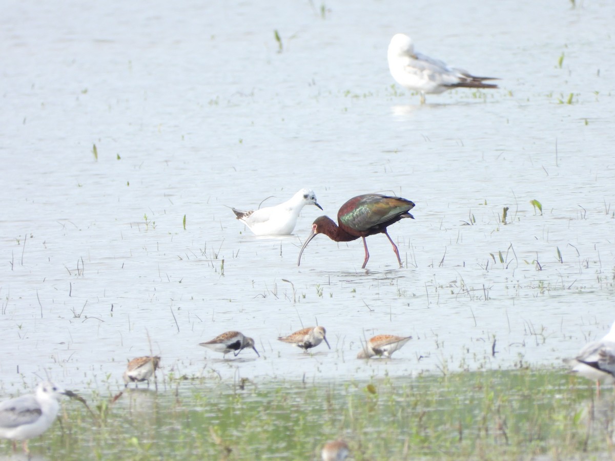 White-faced Ibis - Marcie  Jacklin