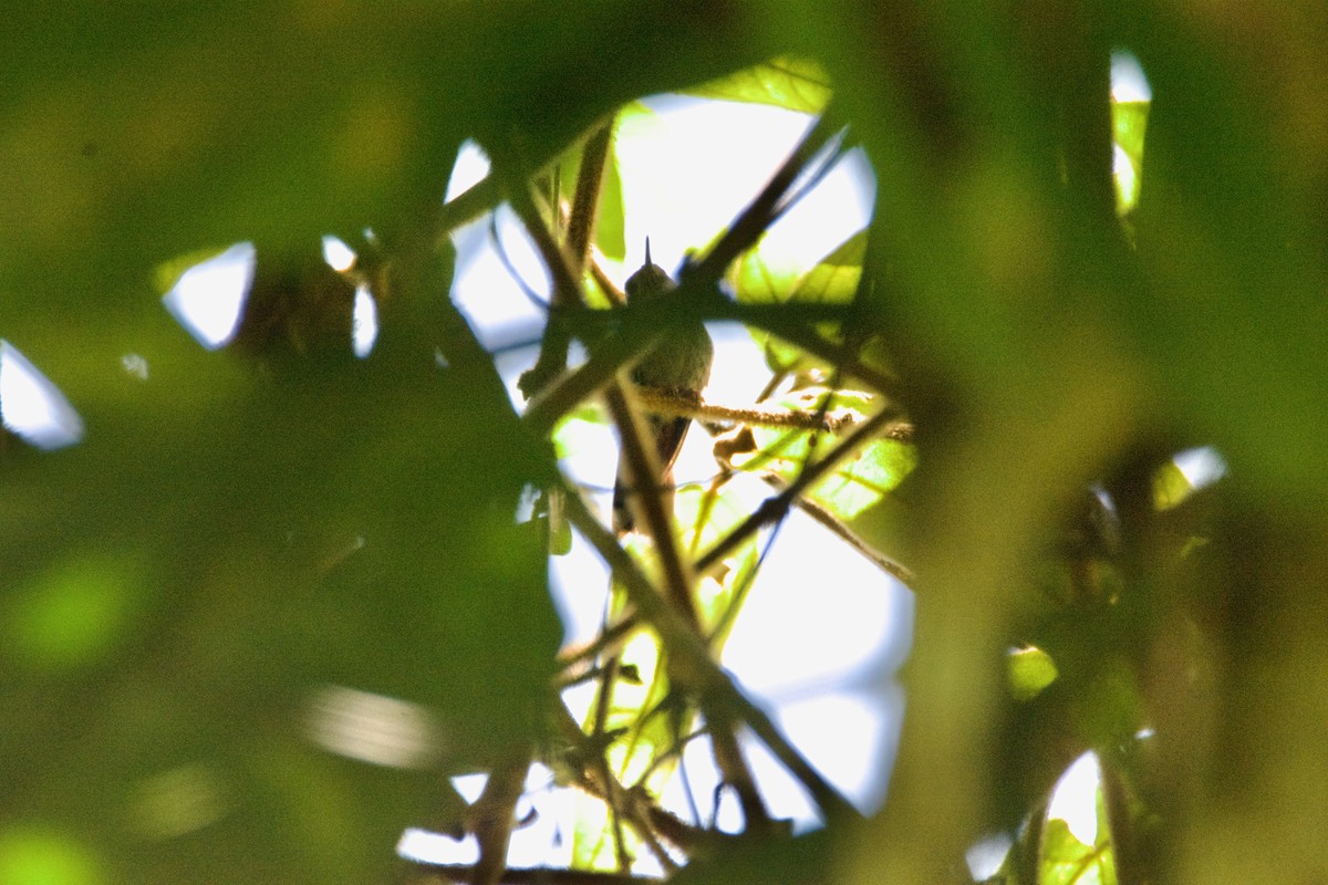 kolibřík pestrý - ML619109744