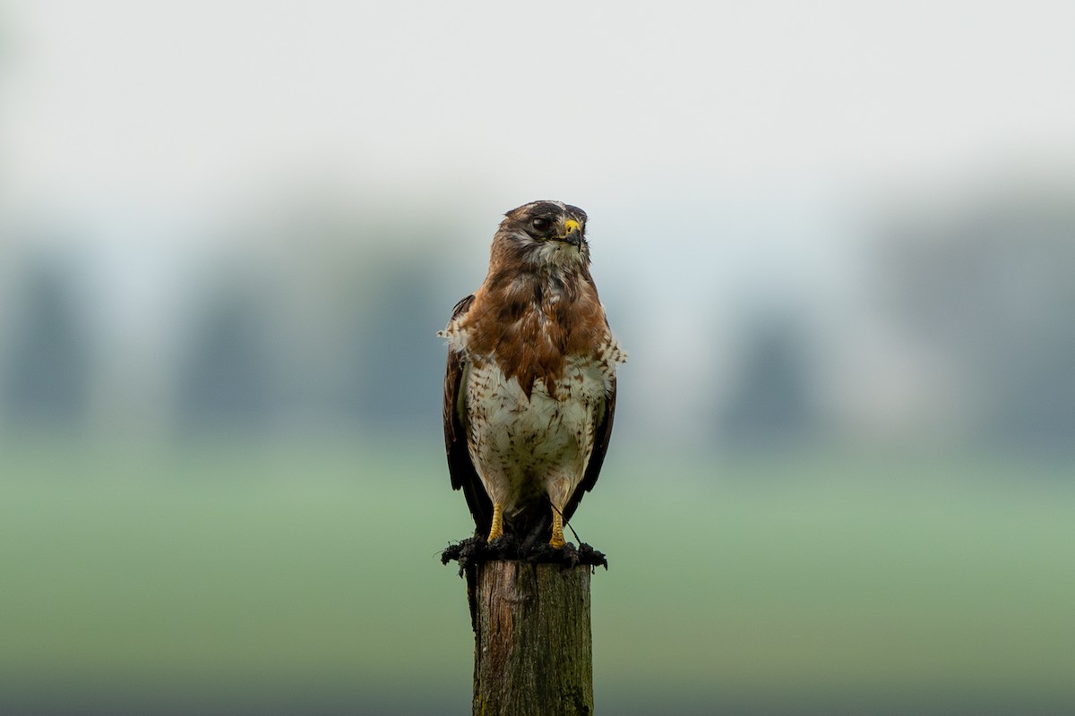 Swainson's Hawk - ML619109745