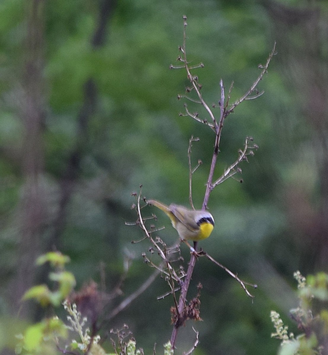 Common Yellowthroat - Constanza Ehrenhaus