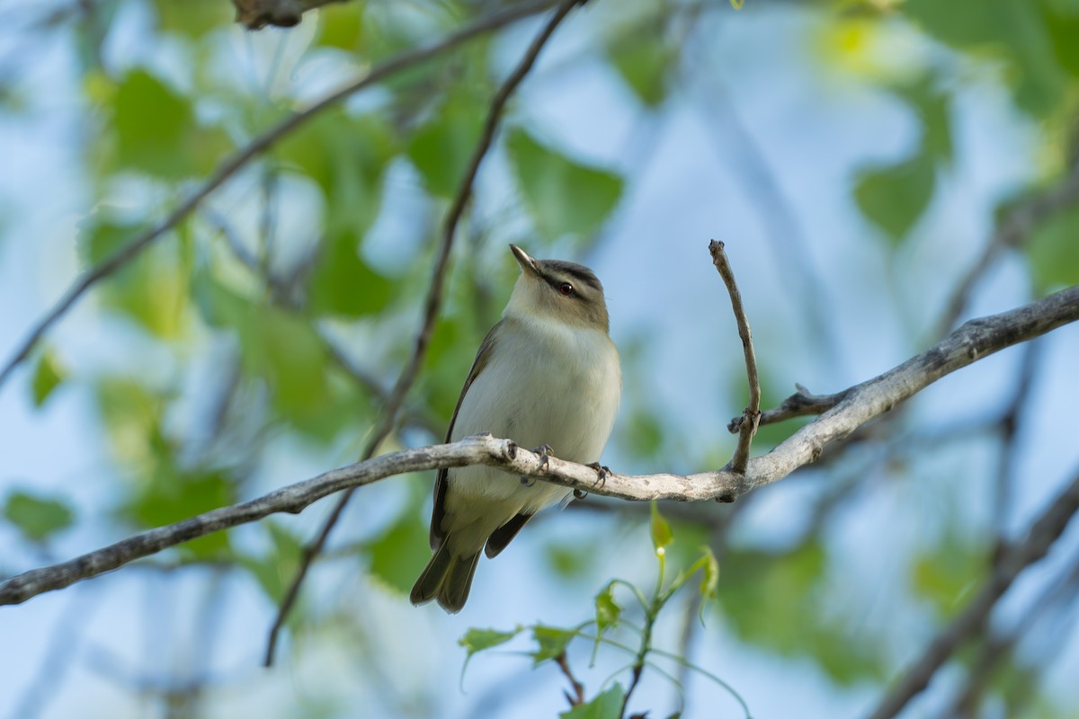 Red-eyed Vireo - ML619109755