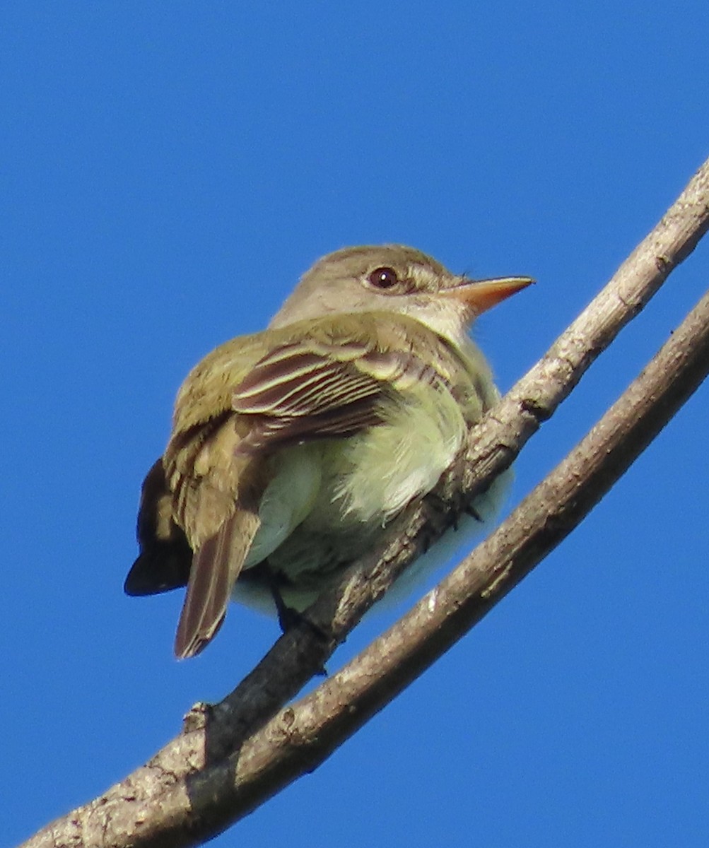 Willow Flycatcher - Elizabeth Lyons