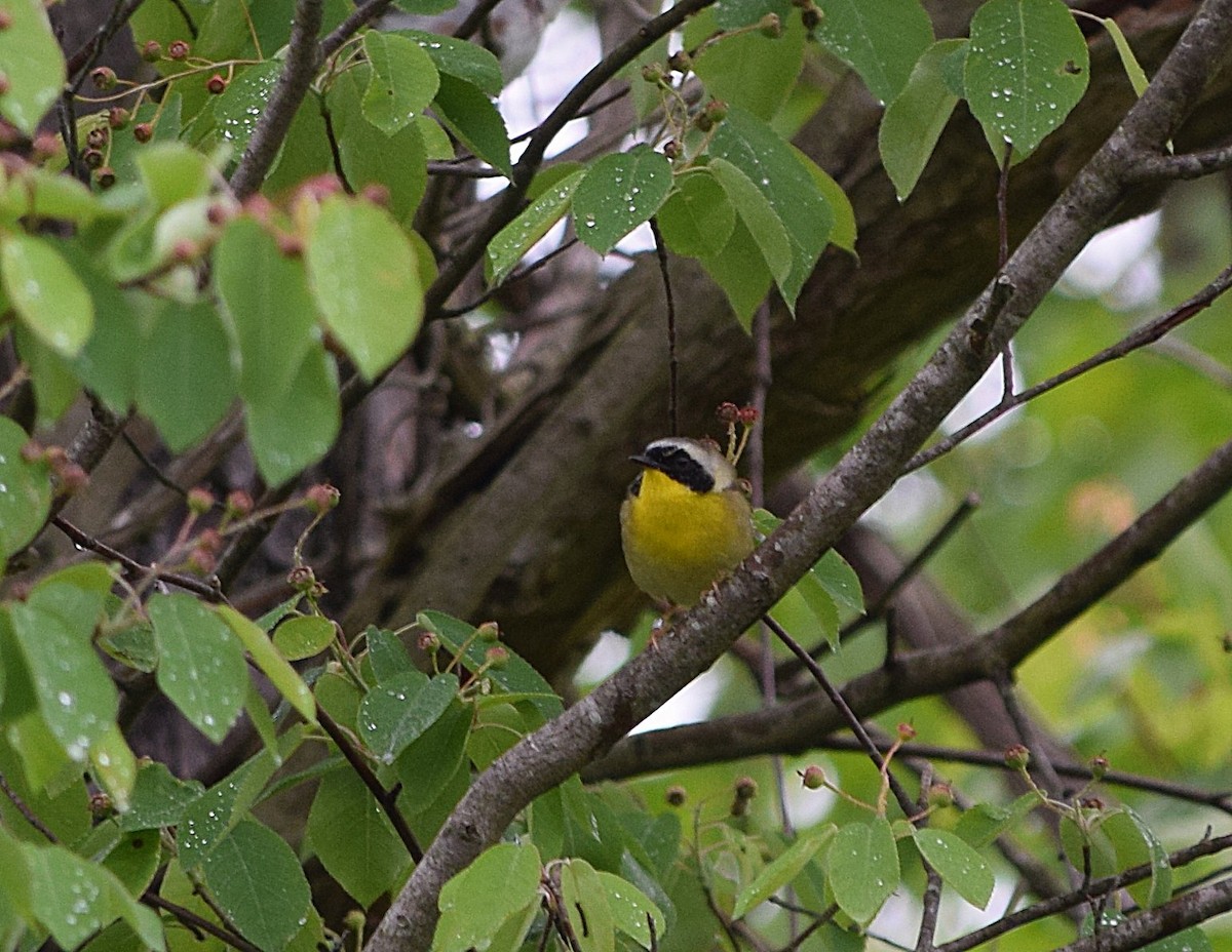 Common Yellowthroat - Constanza Ehrenhaus