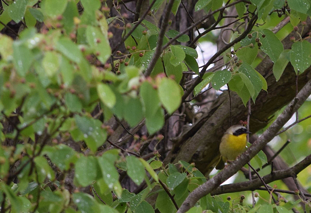 Common Yellowthroat - Constanza Ehrenhaus