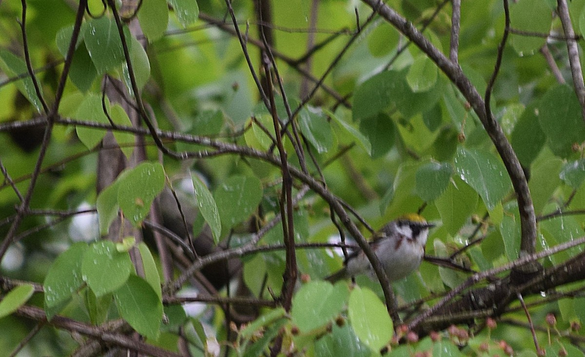 Chestnut-sided Warbler - Constanza Ehrenhaus