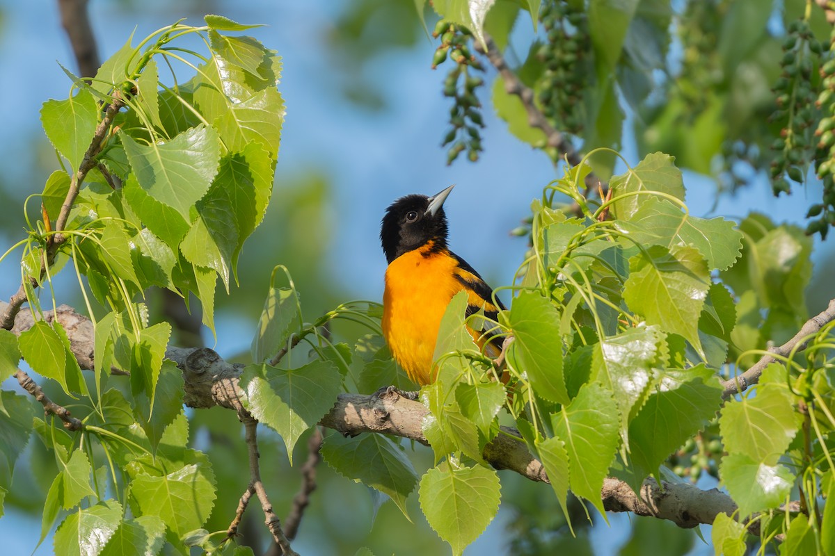 Baltimore Oriole - ML619109780